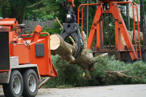 Palm Tree Trimming in Tignall, GA